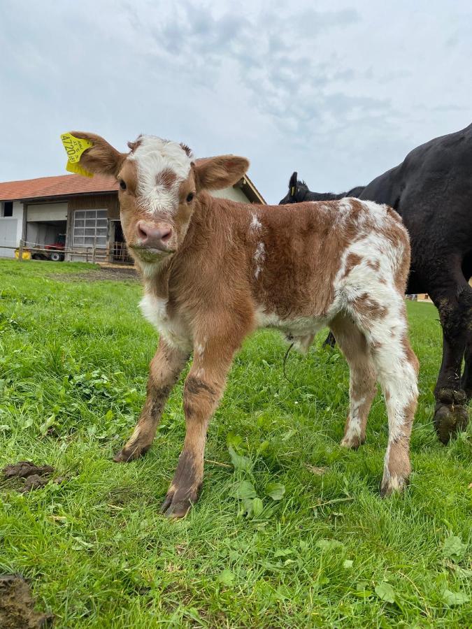 Biohof-Feichtinger Διαμέρισμα Zell am Moos Εξωτερικό φωτογραφία