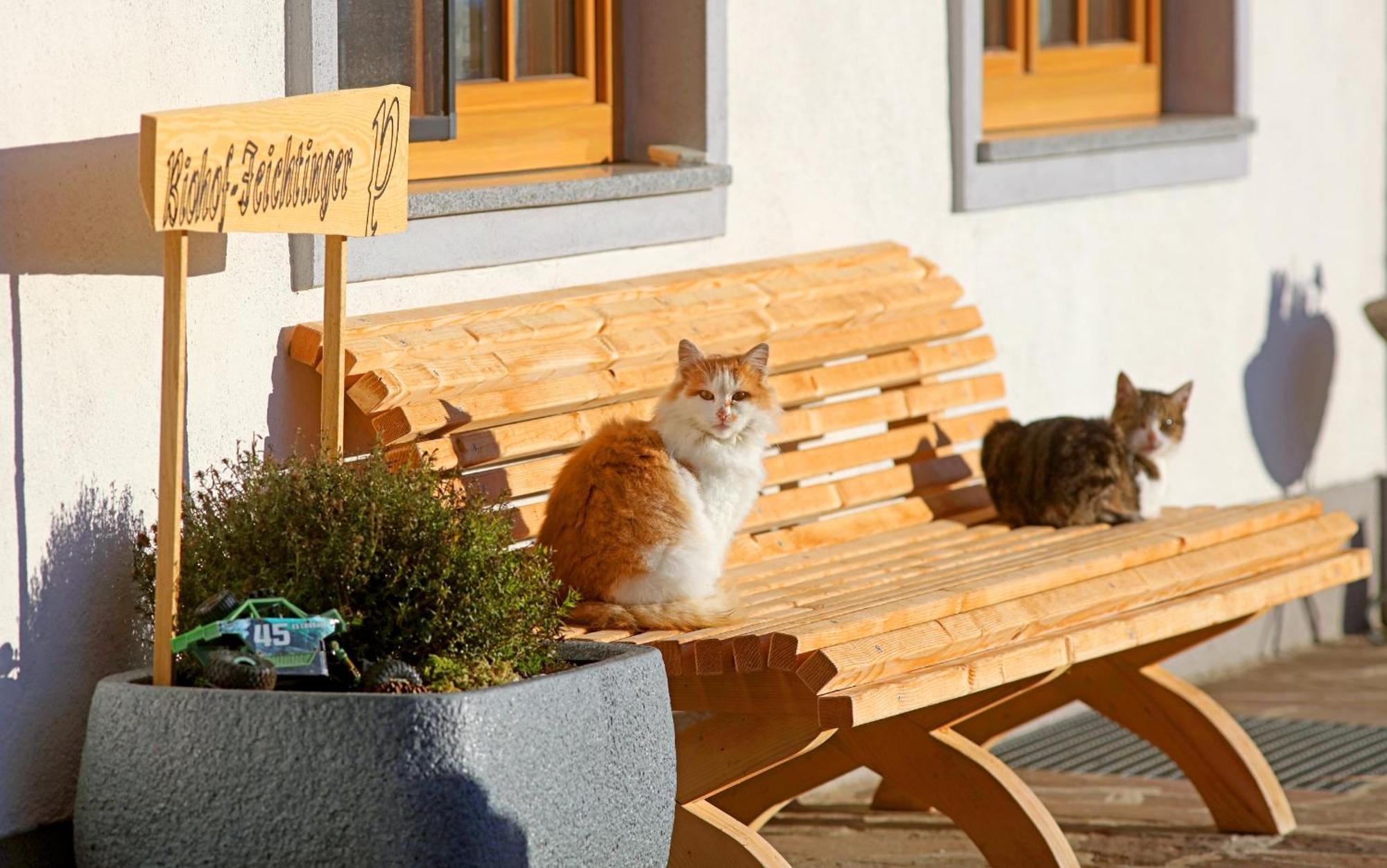 Biohof-Feichtinger Διαμέρισμα Zell am Moos Εξωτερικό φωτογραφία