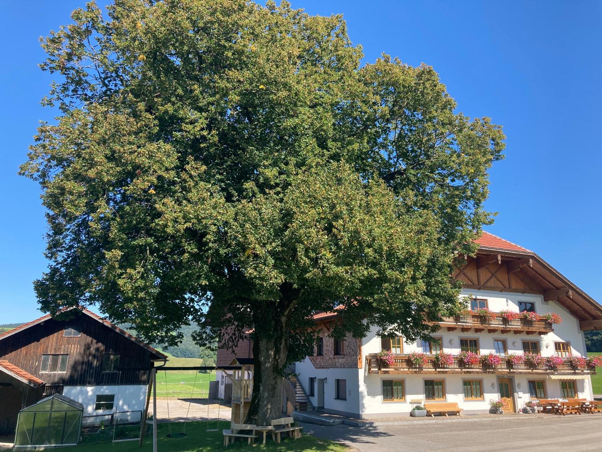 Biohof-Feichtinger Διαμέρισμα Zell am Moos Εξωτερικό φωτογραφία